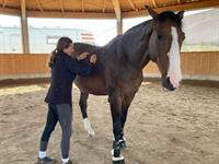 kinesiologische Behandlung beim Pferd