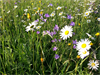 Foto für Natur in der Gemeinde - gemeinsam Lebensqualität erhalten - Blumenwiese